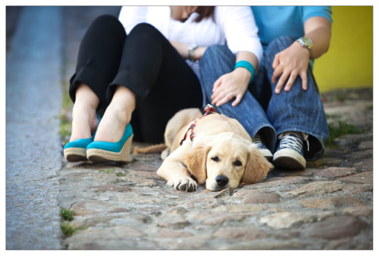 Bright summer engagement session with fur baby Labrador puppy, Bo Kaap, Cape Town | Damien & Morgan